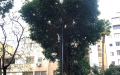 נמכר!!! בהרצליה הירוקה רח' הדר 5 חד ' ענקית!